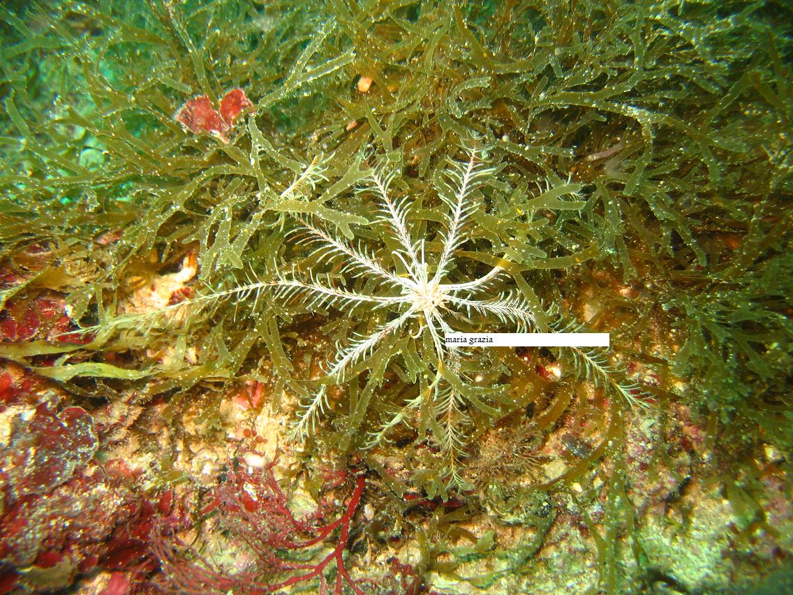 Antedon mediterranea (Lamarck, 1816)